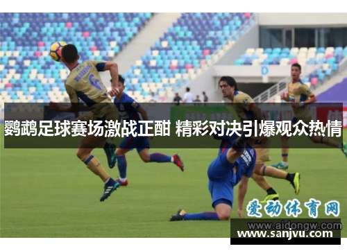 鹦鹉足球赛场激战正酣 精彩对决引爆观众热情